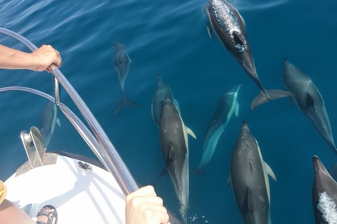 2 h Estepona Bay Tour - What the $45.35 price really buys you