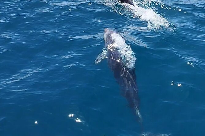 2 h Estepona Bay Tour - Who will enjoy this Estepona boat trip most