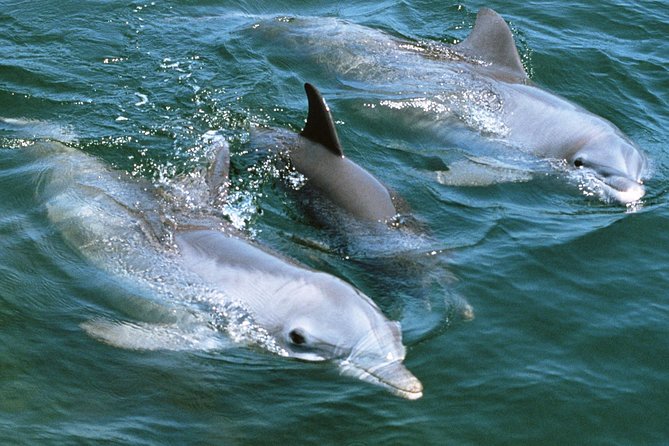2-Hour Dolphin and Whale Watching in Gran Canaria - Is $42.05 good value?