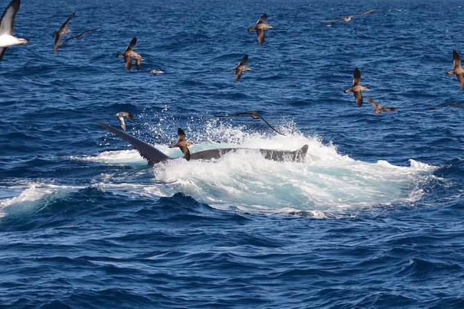 2-Hour Dolphin and Whale Watching in Gran Canaria - Who should book this Puerto Rico excursion?