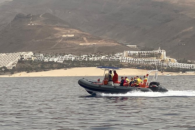 2h Dolphin and Whale Viewing + Snorkeling Tour - The 30-minute snorkeling stop