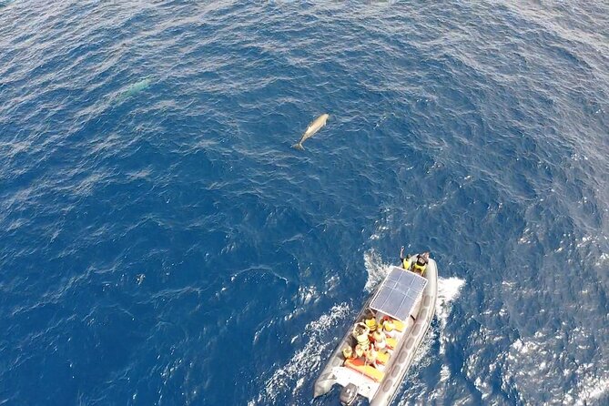 2h Dolphin and Whale Viewing + Snorkeling Tour - Price, group size, and what you receive