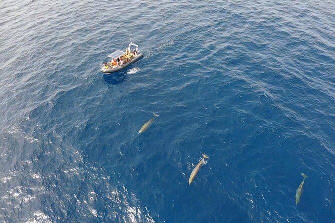 2h Dolphin and Whale Viewing + Snorkeling Tour - What to wear and pack for the speedboat