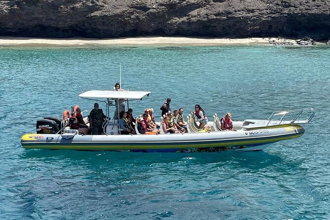 2h Dolphin and Whale Viewing + Snorkeling Tour - Searching for dolphins, whales, and other animals