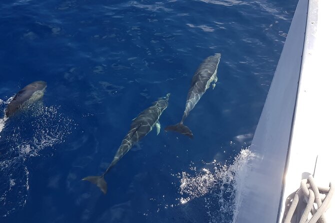 2hrs Dolphins Sunset Sailing Cruise With Drink - Setting out from Varadero harbour in Puerto del Carmen