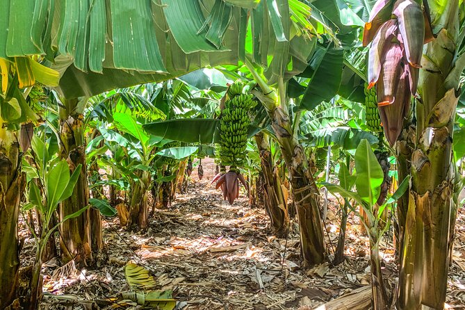 4 Hours Eco Safari Tour with Electric Car in Tenerife - Puerto de Santiago and Tenerife’s banana farms