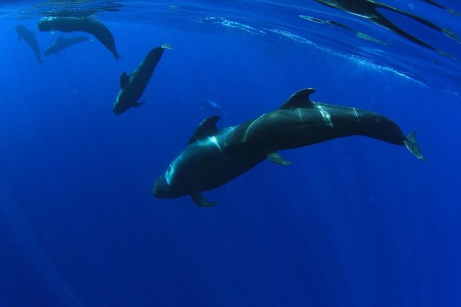 5 hr watching and listening whales and dolps. Visit Los Gigantes - Key points at a glance