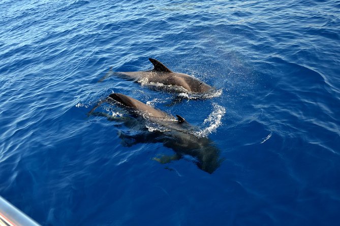 5 hr watching and listening whales and dolps. Visit Los Gigantes - Booking, weather, and one important caution