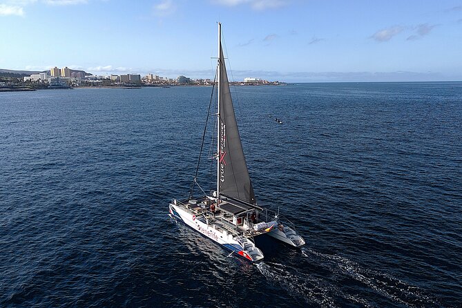 5 hr watching and listening whales and dolps. Visit Los Gigantes - Watching whales and dolphins in open water