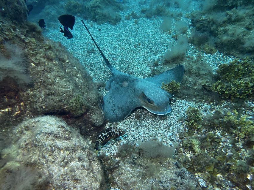 Abades: Guided Snorkeling Tour with Photos - Is $35 good value?