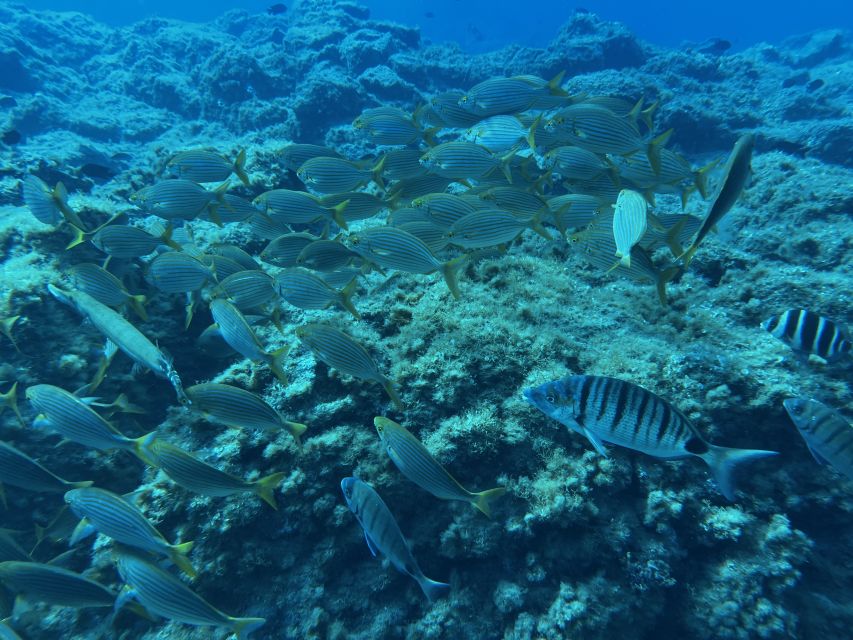 Abades: Guided Snorkeling Tour with Photos - Rocky seabed, fish, and coral