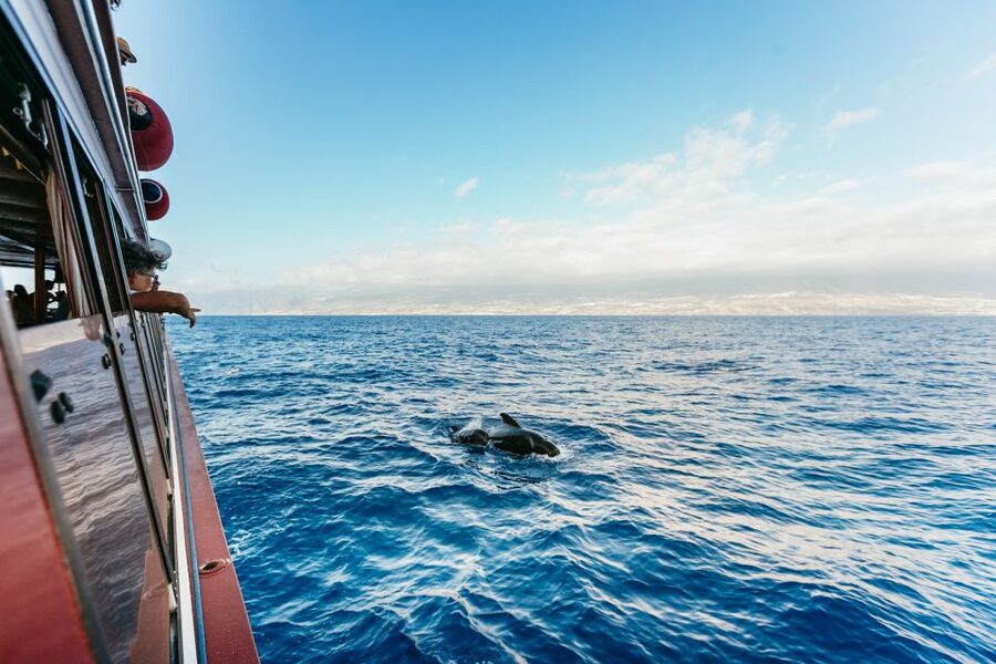 Adeje: Whale and Dolphin Watching Cruise with Lunch and Swim - Setting out from Puerto Colón
