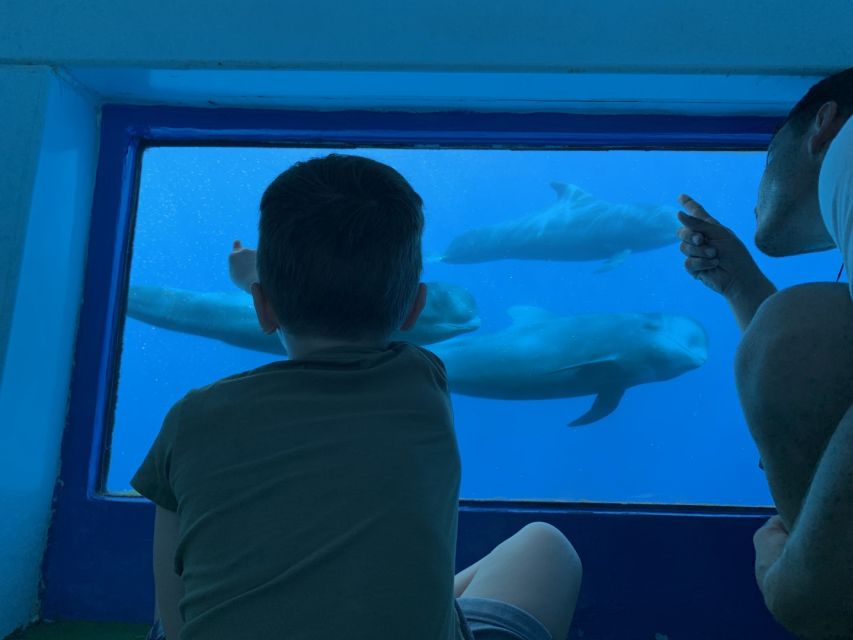 Adeje: Whale and Dolphin Watching Cruise with Lunch and Swim - Choosing Diego Hernandez for the three-hour cruise