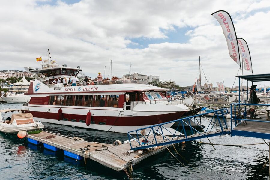 Adeje: Whale and Dolphin Watching Cruise with Lunch and Swim - Lunch, fruit, drinks, and the practical value