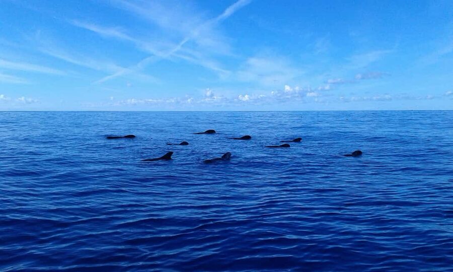 Adeje: Whale Watching Tour to Los Gigantes with lunch & swim - Is $63 a good value?