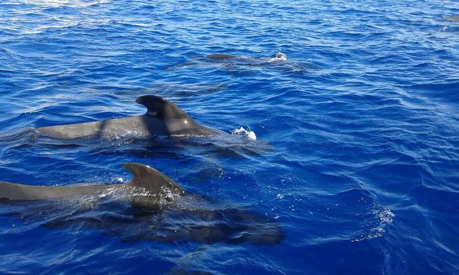 Adeje: Whale Watching Tour to Los Gigantes with lunch & swim - Wildlife watching near Costa Adeje