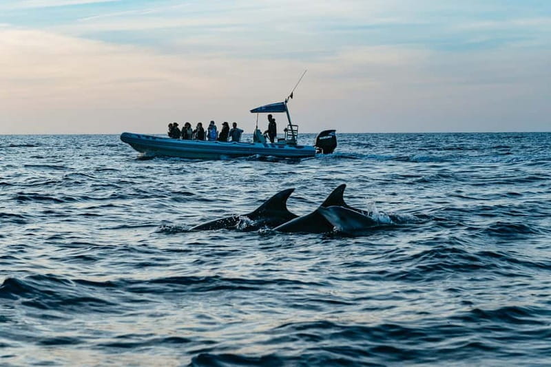 Alcudia or Can Picafort: Dolphin-Watching Cruise - Key points to know before booking
