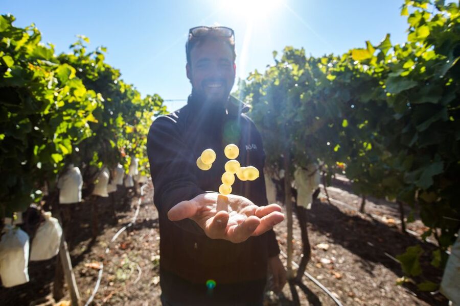 Alicante: Countryside Wine Tour with 4 Tastings - Walking the vineyard and touring the bodega