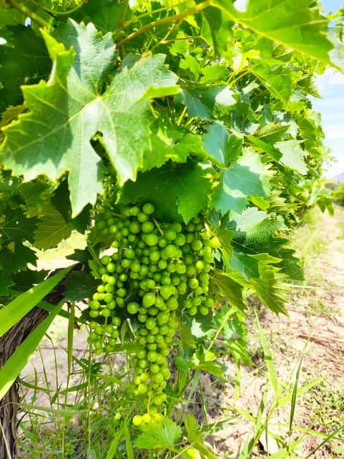Alicante: Countryside Wine Tour with 4 Tastings - A relaxed pace, not a rushed production line