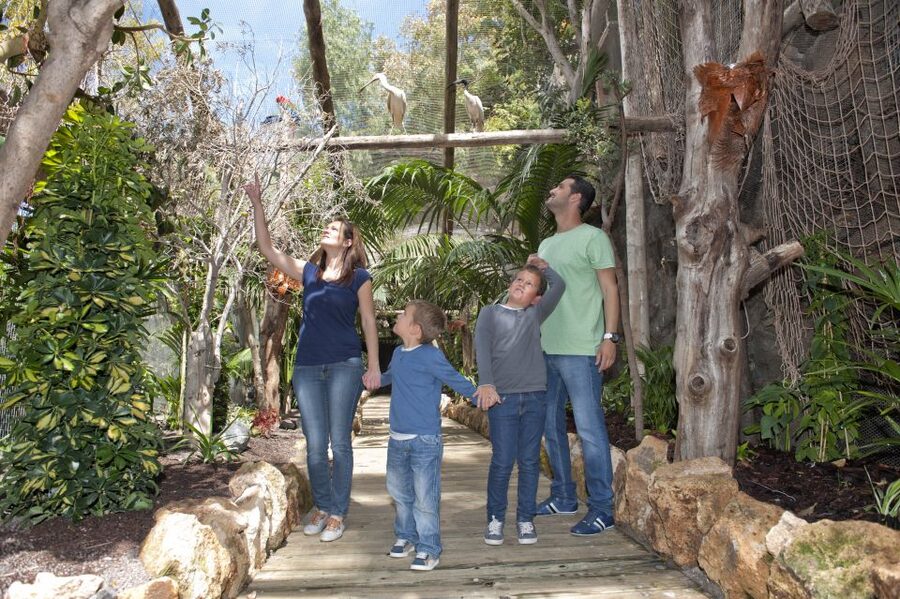 Arona: Entry Ticket to Tenerife's Jungle Park Zoo - Why the birds of prey show deserves priority
