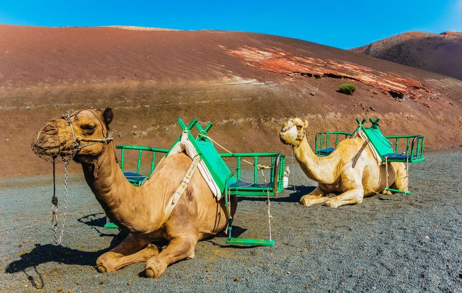 Arrecife: Timanfaya and Green Lagoon for Cruise Passengers - The Monument to the Farmer is a quick cultural pause