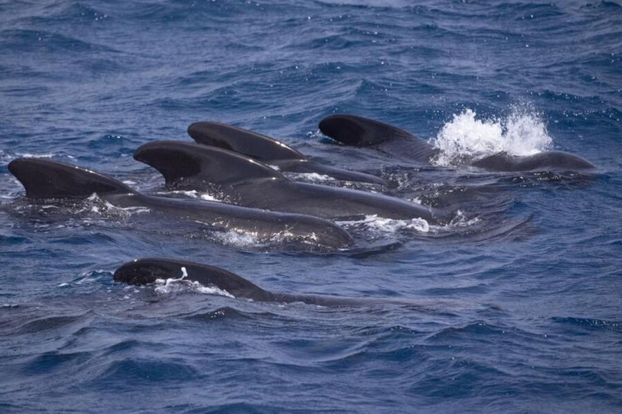 Barbate: Dolphin and Whale Watching in Cape Trafalgar - Setting out from Barbate marina