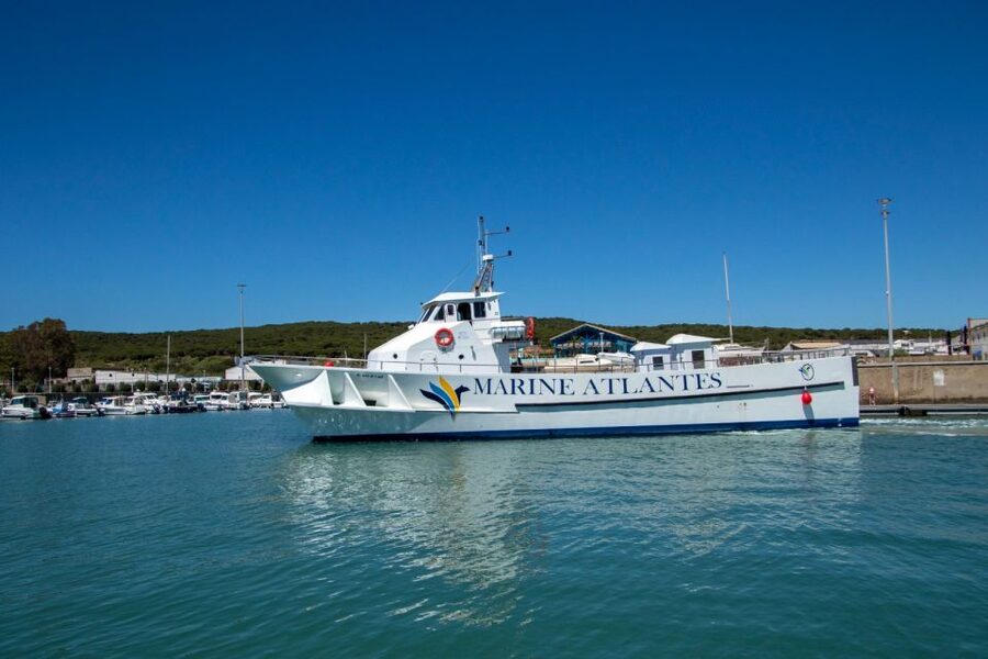 Barbate: Dolphin and Whale Watching in Cape Trafalgar - Three hours in search of whales and dolphins