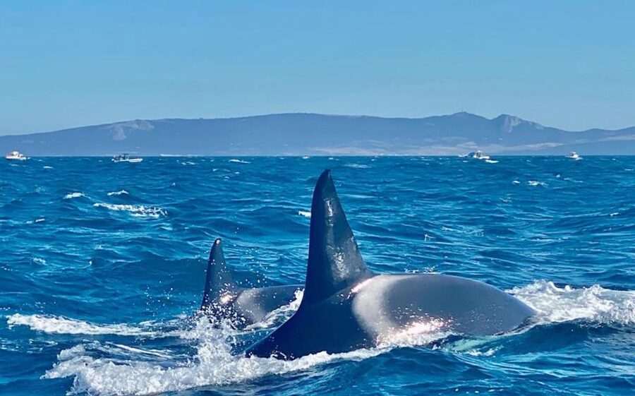 Barbate: Dolphin and Whale Watching in Cape Trafalgar - Who will enjoy this Cape Trafalgar trip most?