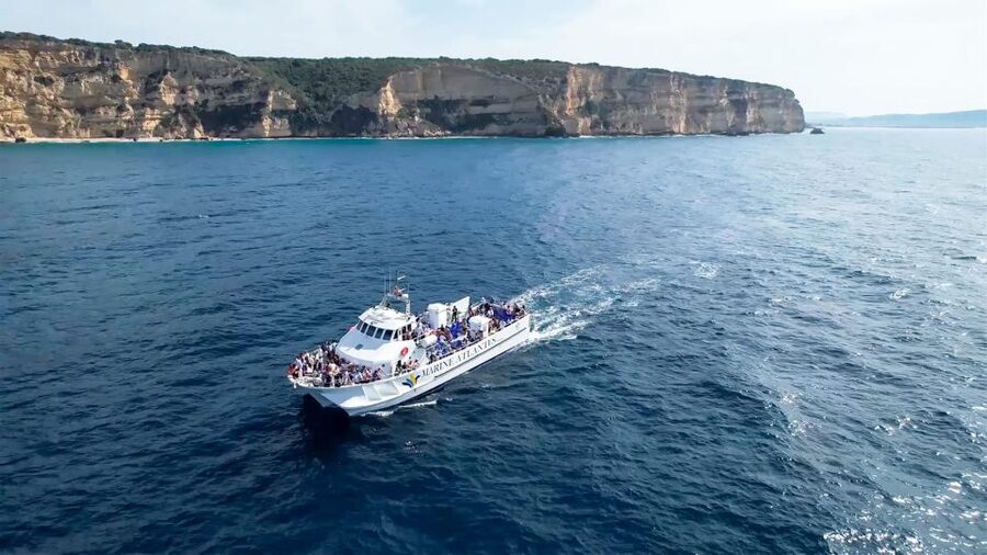 Barbate: Dolphin and Whale Watching in Cape Trafalgar - What you might see near Cape Trafalgar