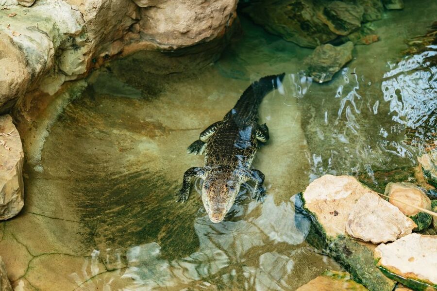 Barcelona: 1-Day Ticket to Barcelona Zoo - Who should book Barcelona Zoo?