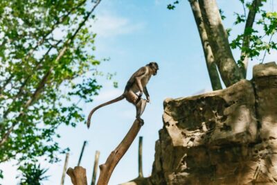 1-Day Ticket to Barcelona Zoo