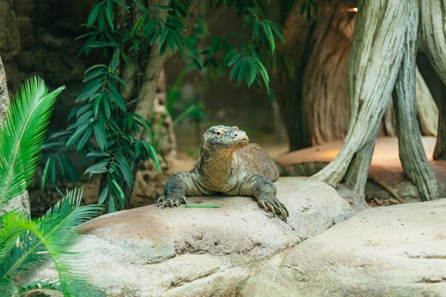 Barcelona: 1-Day Ticket to Barcelona Zoo - Conservation and education beyond the animal viewing