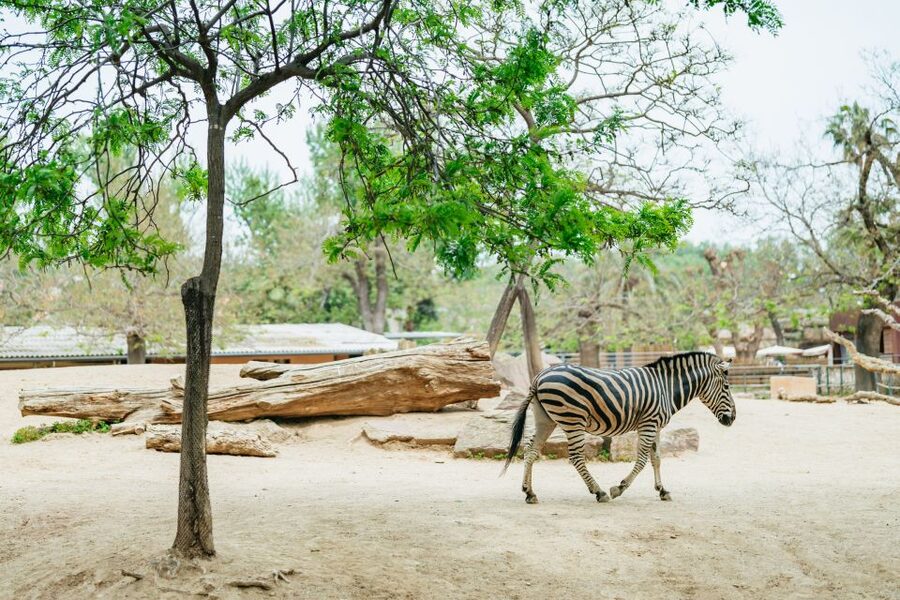 Barcelona: 1-Day Ticket to Barcelona Zoo - Walking the grounds with children