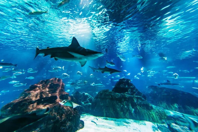 Barcelona Aquarium: Entry Ticket - Key Points Before You Go