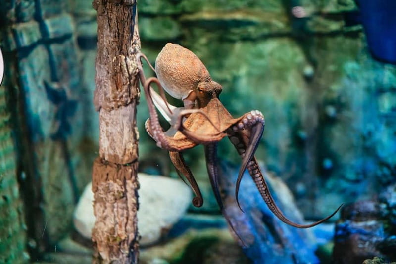 Barcelona Aquarium: Entry Ticket - Arriving at Port Vell and Getting Oriented