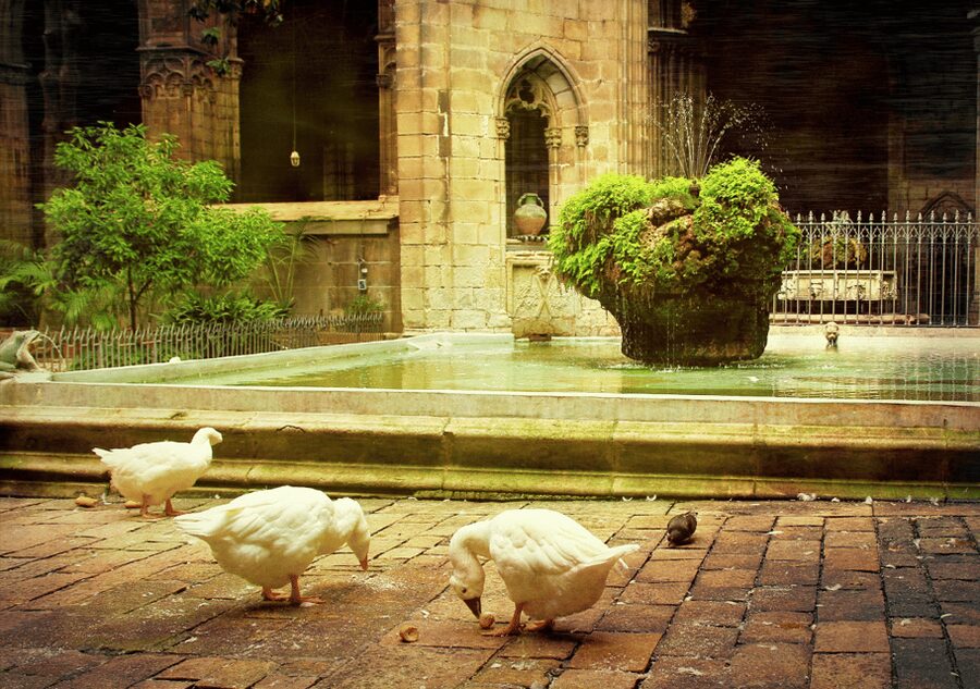 Barcelona Cathedral: Ticket, Guided Tour and VR Experience - Is $34 a good value?