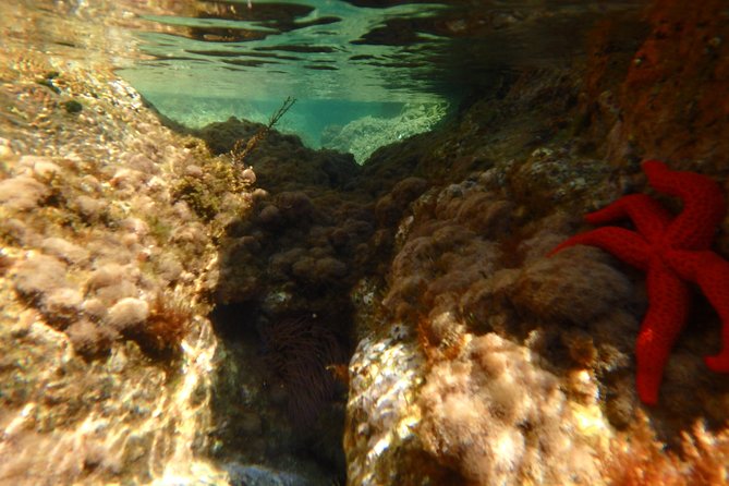 Barcelona Costa Brava Kayak, Snorkel & Cliff Jump Day Tour - Optional cliff jumps from five to sixteen feet