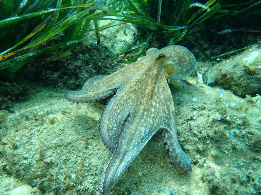 Barcelona: Costa Brava Kayak, Snorkel & Cliff Jump & Lunch - Guides, group size, and the human side of the tour