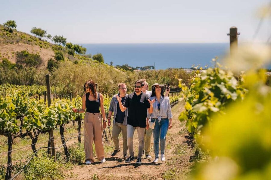 Barcelona: Sailing Cruise & Vineyard Tour with Wine Tasting - The important warning about sea conditions