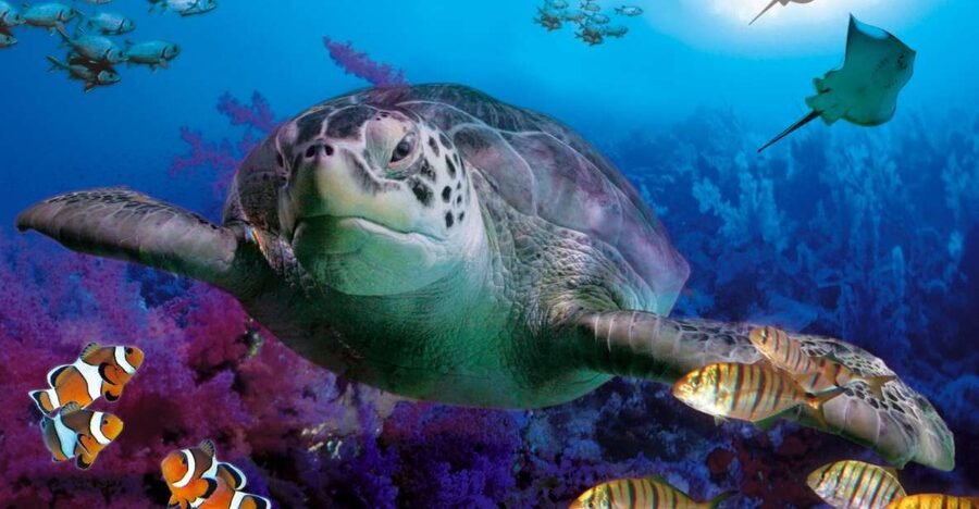 Benalmadena Aquarium Visit - Key points before you go