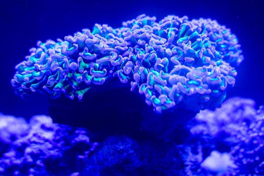 Benalmadena Aquarium Visit - Find clownfish, seahorses, jellyfish, and tropical species