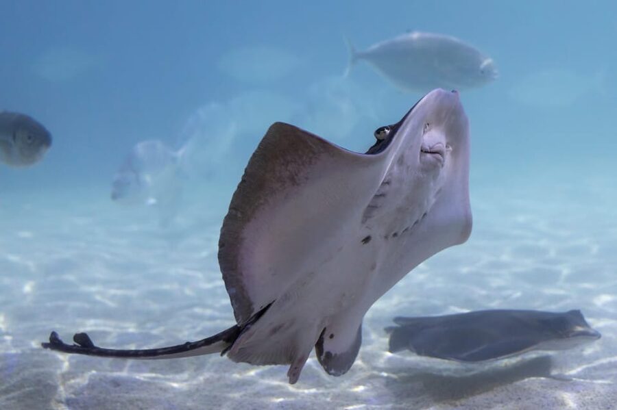Benalmadena Aquarium Visit - Is $25 good value for the visit?