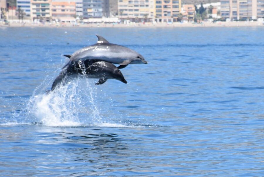 Benalmadena: Dolphin Watching Boat Tour - The first stretch: open water and Costa del Sol views