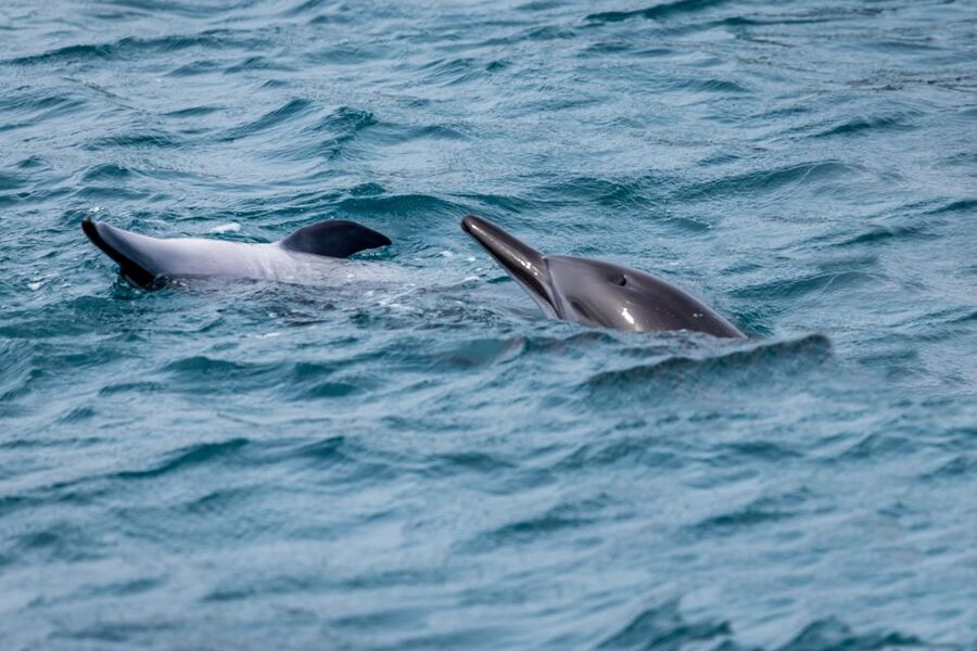 Benalmadena: Dolphin Watching Boat Tour - Where to sit for the best chance of a view