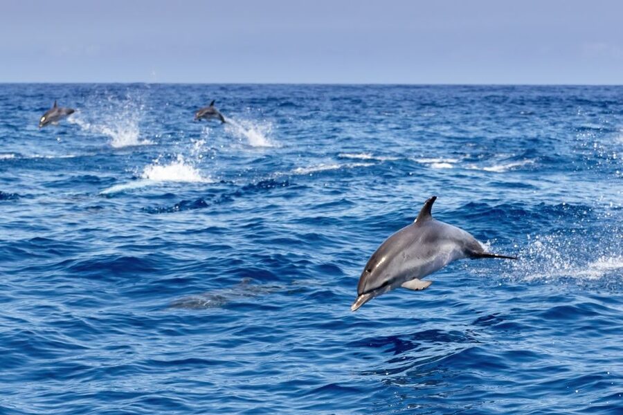 Benalmadena: Dolphin Watching Boat Tour - Coastal landmarks from the water