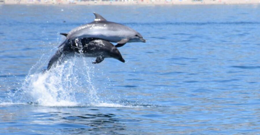 Benalmadena: Dolphin Watching Boat Tour - What the New Magic offers on board