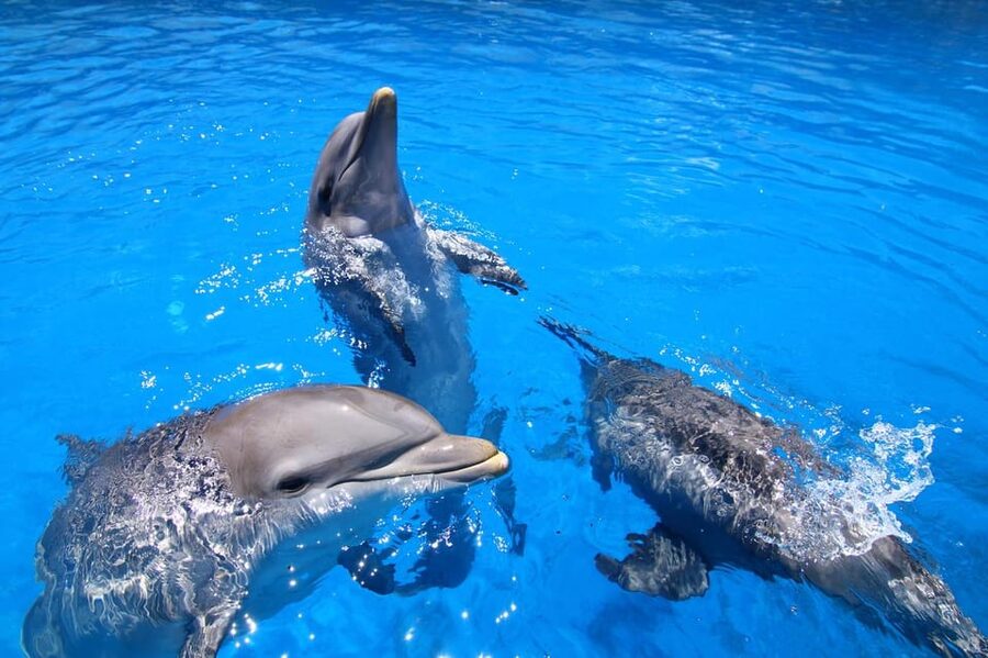 Benalmadena: Selwo Marina Admission Ticket - Is the $18 ticket good value?