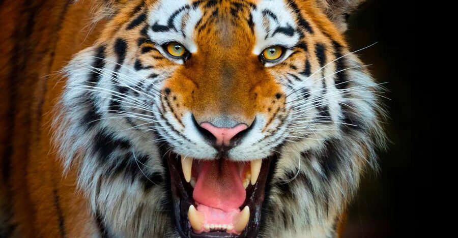 Benidorm: Terra Natura Theme Park 1-Day Tickets - Large animals and close viewing areas