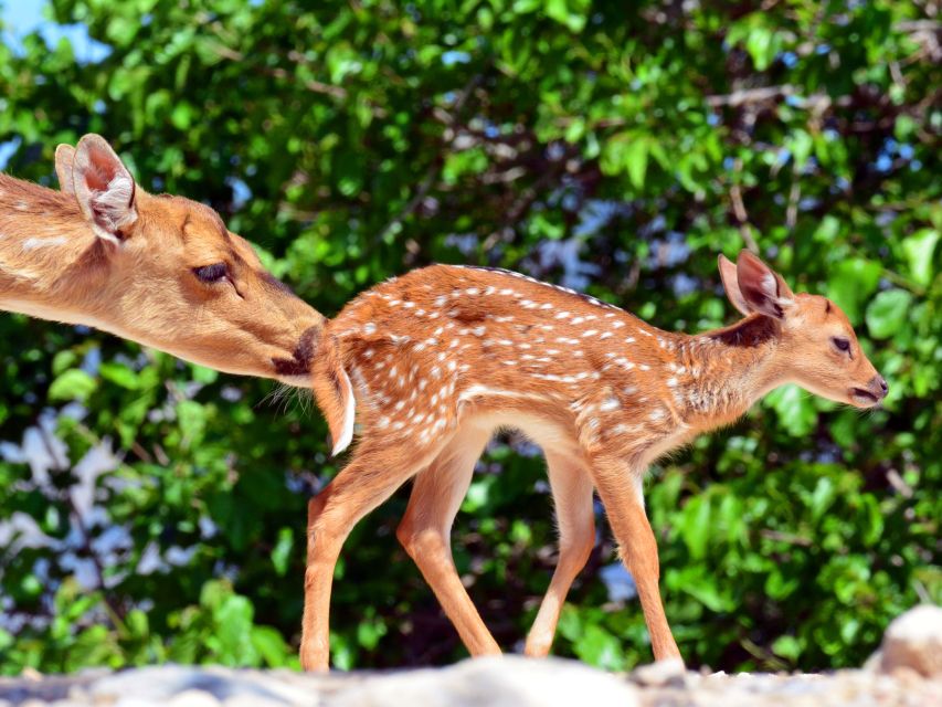 Benidorm: Terra Natura Theme Park 1-Day Tickets - Walk the aviary slowly