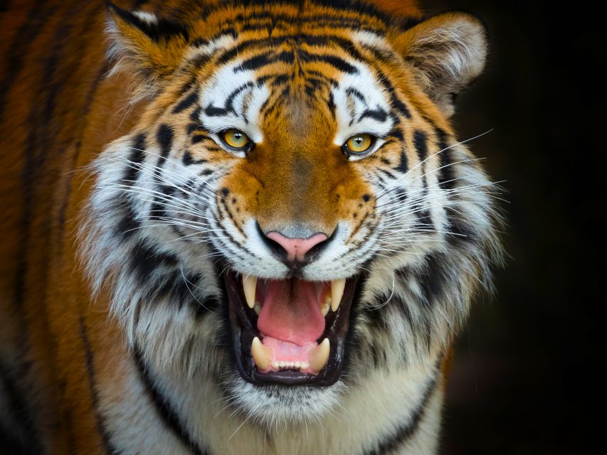 Benidorm: Terra Natura Theme Park 1-Day Tickets - Start with fire, lava, and poisonous species